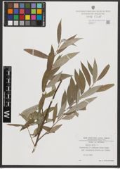 Foto von Salix alba L.